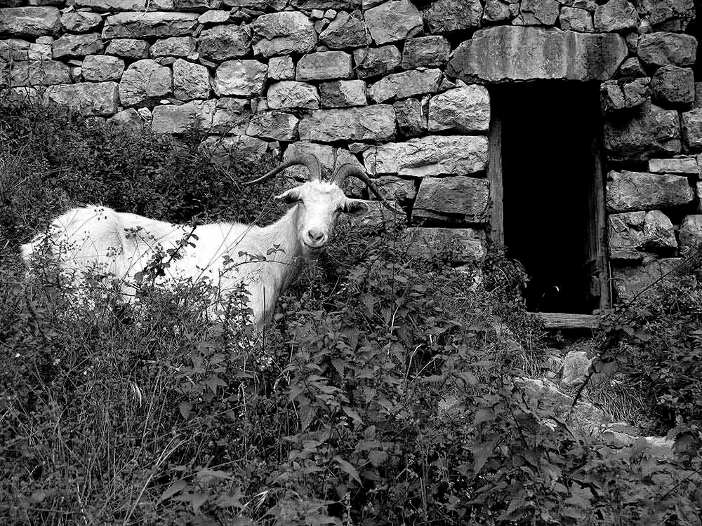 Campo a través