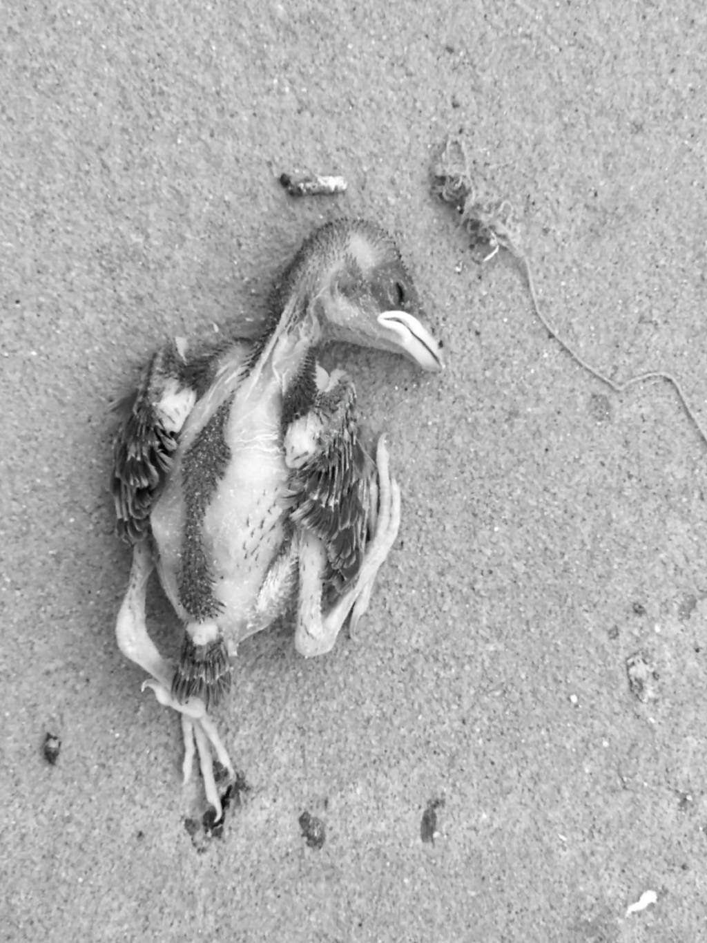 Cuando Dios se hizo&nbsp;tranquilo